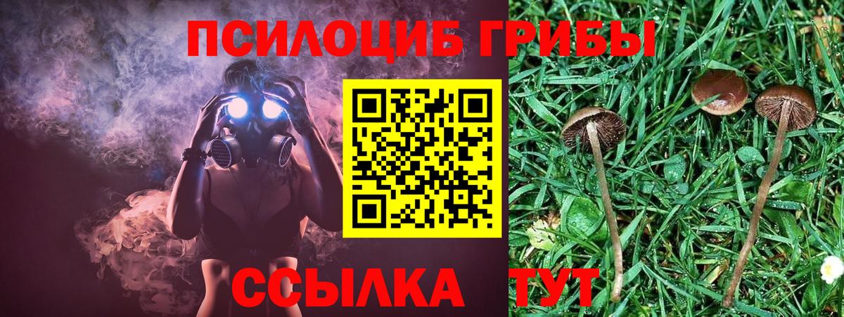 Псилоцибиновые грибы прущие грибы Тара